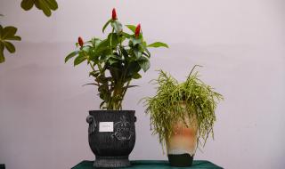 青州国际花卉博览园几点营业 青州花卉博览会